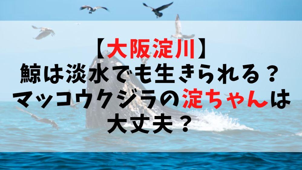 【大阪淀川】鯨は淡水でも生きられる？マッコウクジラの淀ちゃんは大丈夫？